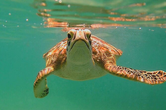 Swim with Turtles in Akumal + GoPro Photo Session - Key Things That Make This Tour Worth Your Time