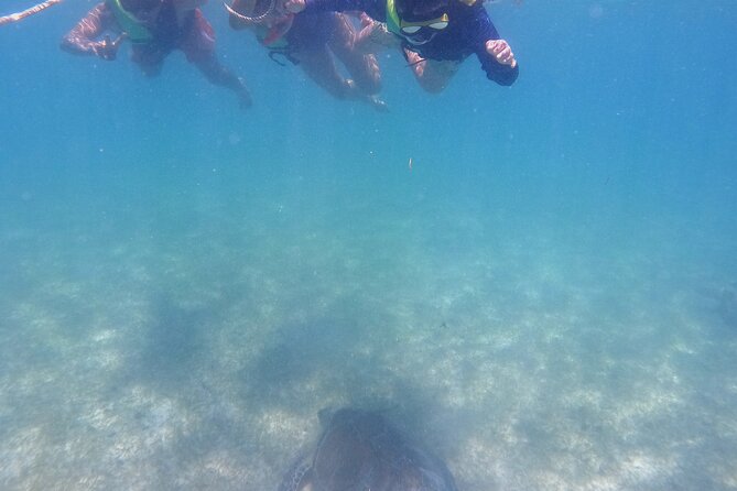 Swim with Turtles in Akumal + GoPro Photo Session - The Guides: Calm Confidence From Fernando, Alejandro, and Ullysses