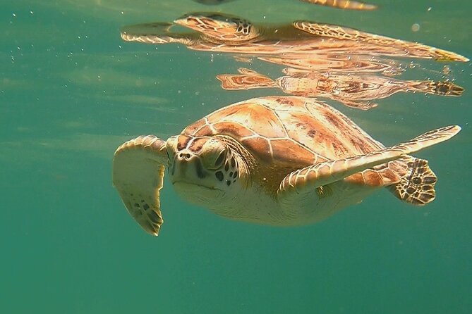 Swim with Turtles in Akumal + GoPro Photo Session - Price and Value: Paying for Equipment, Park Entry, Guide Time, and GoPro