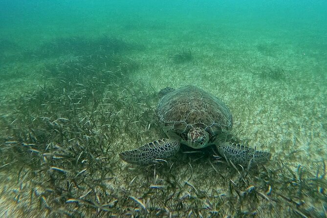 Swim with Turtles in Akumal + GoPro Photo Session - Who This Tour Is Best For (And Who Might Want to Think Twice)