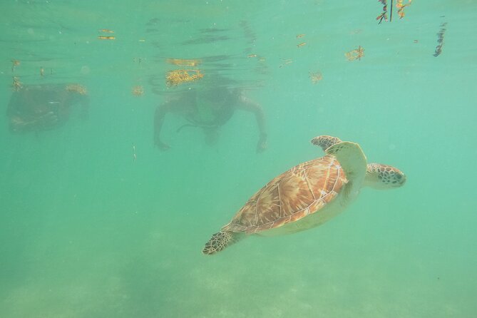 Swim with Turtles in Akumal + GoPro Photo Session - Practical Tips for Better Turtle Sightings in Akumal