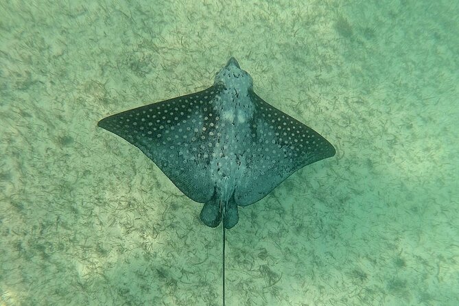 Swim with Turtles in Akumal + GoPro Photo Session - The GoPro Photo Session: You Focus, Your Guide Shoots