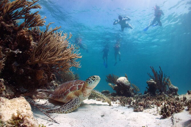 Tour to Tulum and cenote with swimming with turtles from Riviera Maya - Price and real value: what the $89 covers (and what you’ll still pay)