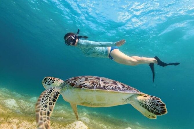 Tour to Tulum and cenote with swimming with turtles from Riviera Maya - Should you book the Tulum, cenote, and turtle day from Playa del Carmen?
