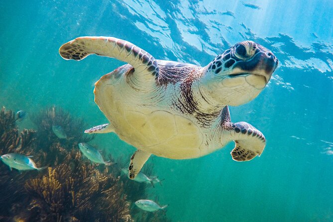 Tour to Tulum and cenote with swimming with turtles from Riviera Maya - Akumal turtle cove: what you’re really buying with your time