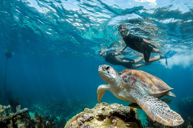 Turtle Encounter Private Tour – Swim with Sea Turtles & Cenote - Why This Private Turtle-and-Cenote Plan Works in Playa del Carmen
