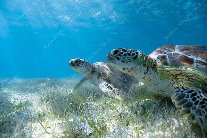 Turtle Encounter Private Tour – Swim with Sea Turtles & Cenote - Private Tour Details That Matter: Just Your Group, Real Pace