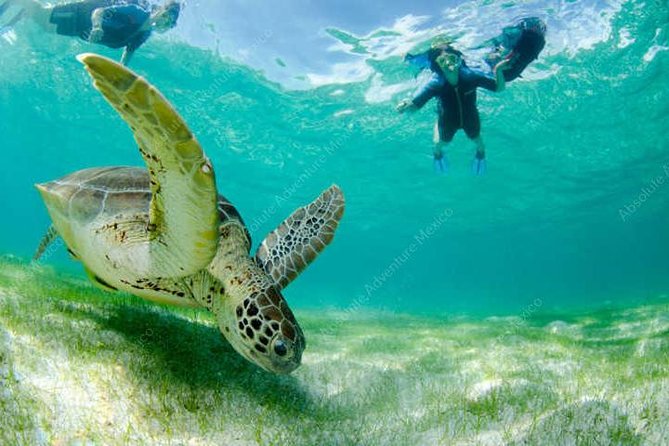 Turtle Encounter Private Tour – Swim with Sea Turtles & Cenote - Timing, Heat, and Beating the Crowds