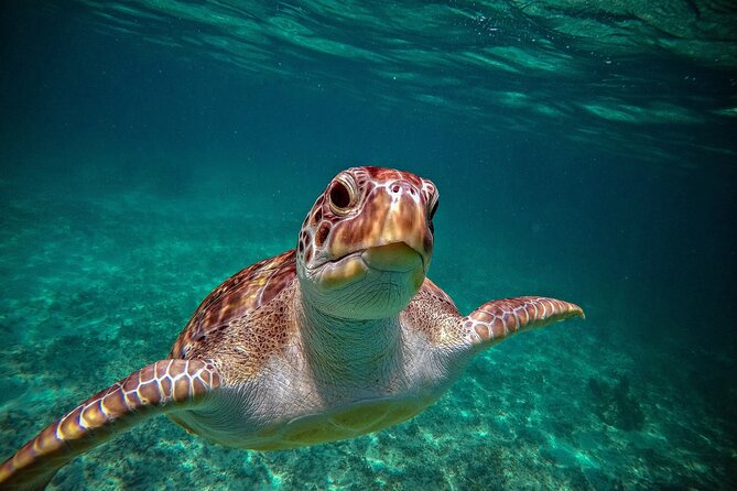 Turtle Snorkeling and Jungle Adventure with Cenote - Pickup From Playa del Carmen: Your Morning Starts Early