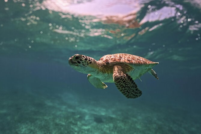 Turtle Snorkeling and Jungle Adventure with Cenote - Cenote Snorkeling: Cool Down in Underground Water