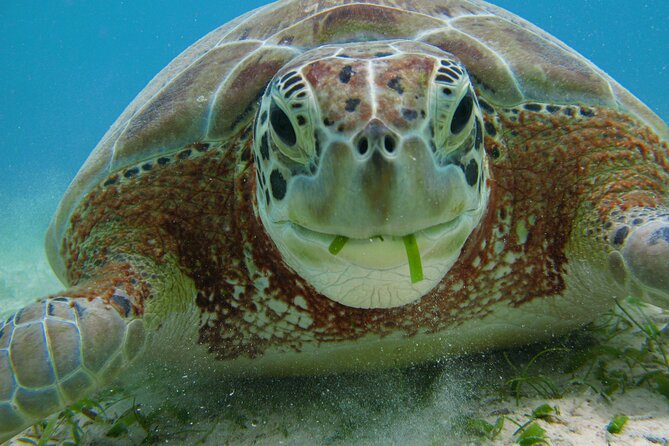 Turtle Snorkeling and Jungle Adventure with Cenote - Safety and Comfort: The Staff Beat You Can Relax With