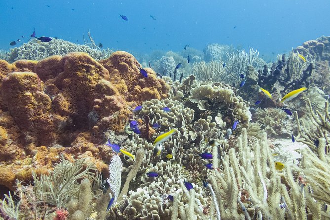 Two reef discovery dives with professional instructor (no experience necessary) - Health Checks You Can’t Skip: Medical Fitness for Scuba