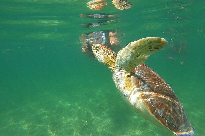 VIP Cenotes & Turtles Private Tour - Why this 7:00 AM Turtle and Cenote Combo Works