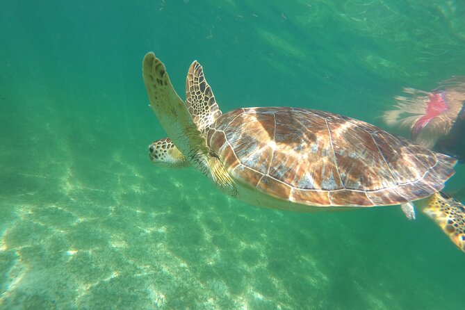 VIP Cenotes & Turtles Private Tour - Price and What $215 Buys You in Real Terms