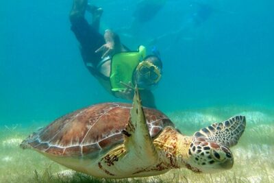 VIP Tulum & Turtles Private Tour - Getting picked up smoothly across the Riviera Maya (and what costs extra)