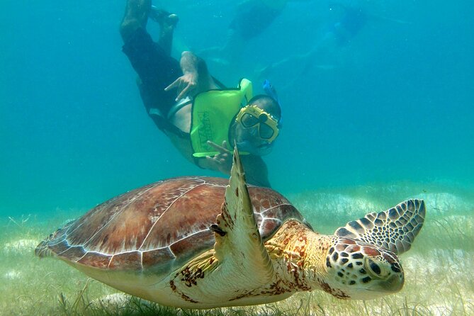 VIP Tulum & Turtles Private Tour - Getting picked up smoothly across the Riviera Maya (and what costs extra)