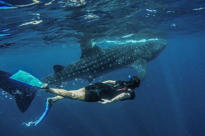 Whale Shark Encounter Full-Day all inclusive Tour from Riviera Maya - Morning pickup from Playa del Carmen or Cancún starts your whale-shark odds