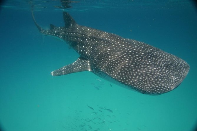 Whale Shark Encounter Full-Day all inclusive Tour from Riviera Maya - Isla Mujeres and Playa Norte: a real beach break, plus another chance to snorkel
