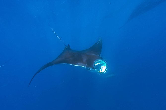 Whale Shark Encounter Full-Day all inclusive Tour from Riviera Maya - Price and value: $170 sounds steep until you itemize what’s included