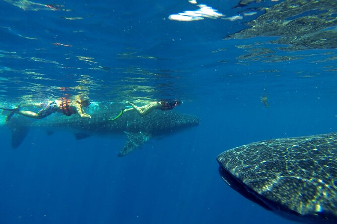 Whale Shark Encounter Full-Day all inclusive Tour from Riviera Maya - What to bring (and what to plan for) so the day feels smooth