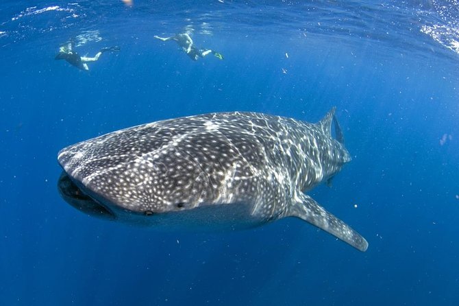 Whale shark encounter Private tour - swim with whale shark cancun - Playa del Carmen to whale shark waters: why the transfers matter