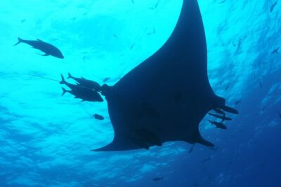 Whale shark encounter Private tour - swim with whale shark cancun - Whale shark snorkeling rounds: why small-group pacing helps