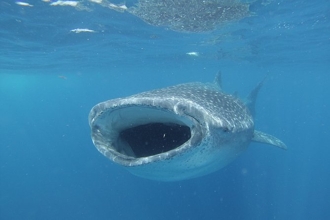 Whale shark encounter Private tour - swim with whale shark cancun - Private doesn’t mean empty: the realistic whale shark site dynamic