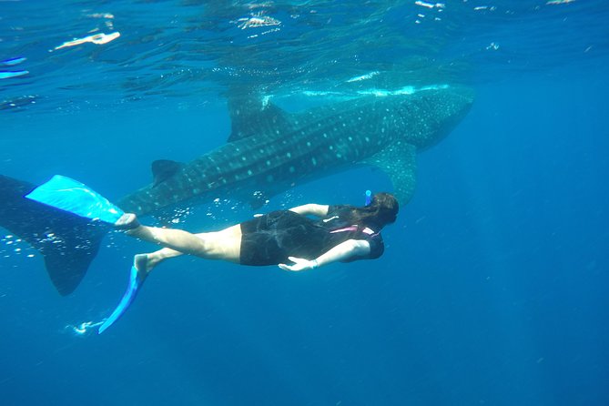 Whale shark encounter Private tour - swim with whale shark cancun - Price and value: is $975 per person fair?